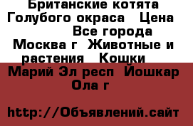 Британские котята Голубого окраса › Цена ­ 8 000 - Все города, Москва г. Животные и растения » Кошки   . Марий Эл респ.,Йошкар-Ола г.